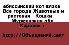 абиссинский кот вязка - Все города Животные и растения » Кошки   . Мурманская обл.,Кировск г.